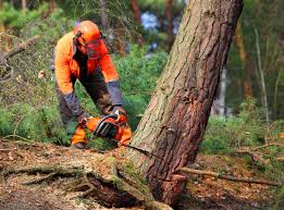 Best Tree and Shrub Care  in Ridgway, CO