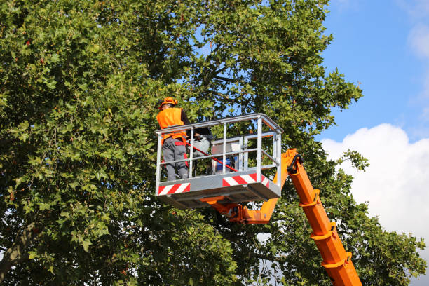 Best Tree Cabling and Bracing  in Ridgway, CO