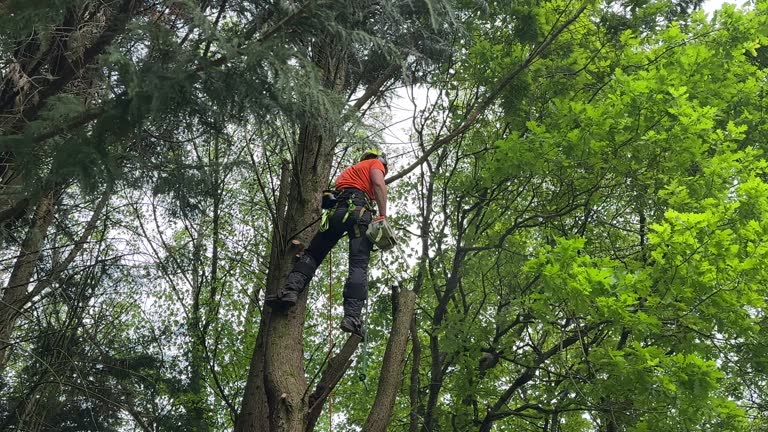 Best Arborist Consultation Services  in Ridgway, CO