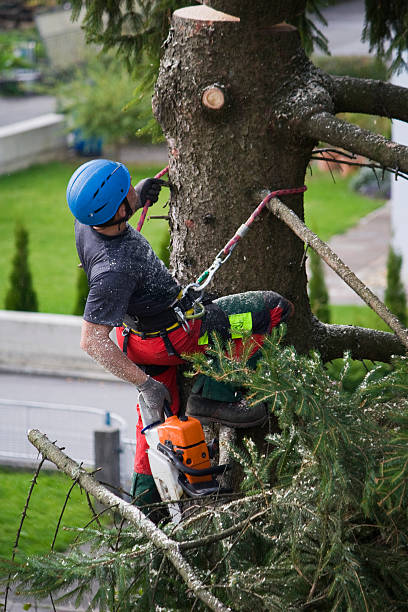 Best Commercial Tree Services  in Ridgway, CO