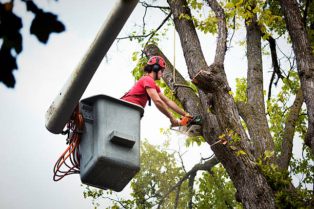 Best Palm Tree Trimming  in Ridgway, CO